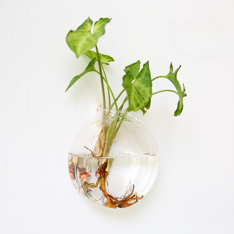 Terrario in vetro da appendere - Self-Watering Planter recensione e prezzo