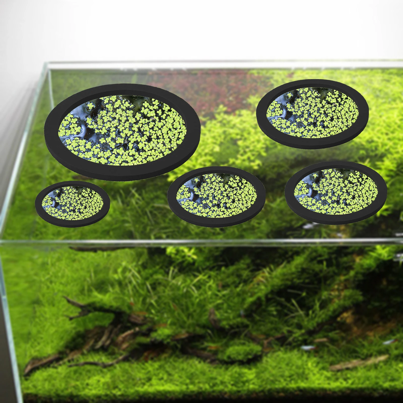 5 pz EVA Anello di Alimentazio - Aquaponics Fish Tank recensione e prezzo